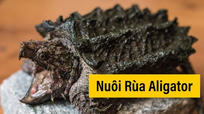 Vietnam 15 Day Itinerary: Your Complete Guide to an Unforgettable Journey