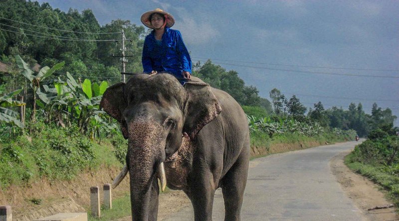 are there elephants in vietnam - Vietnam Adventure