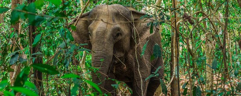 are there elephants in vietnam Vietnam's first ethical elephant experience | Vietnam Tourism