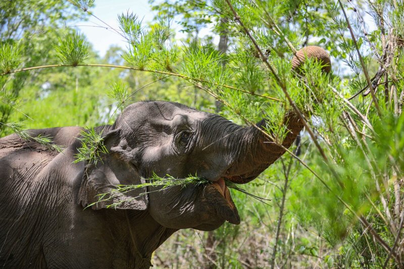 Vietnam's last wild elephants on the brink of survival - Vietnam Adventure