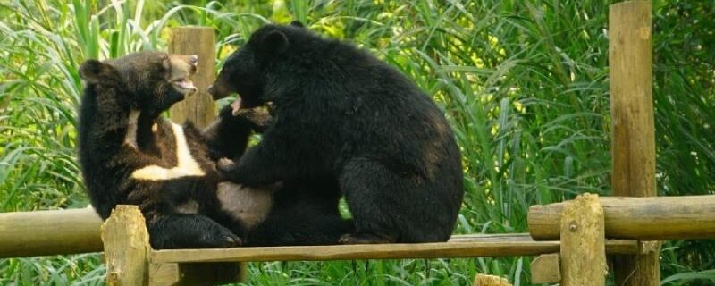 Asiatic black bear with crescent chest patch in a lush Vietnamese forest