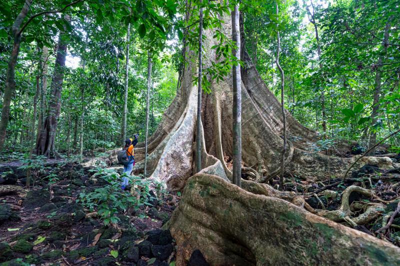 Dense, ancient forest and serene river in Cat Tien National Park, Vietnam, showcasing biodiversity