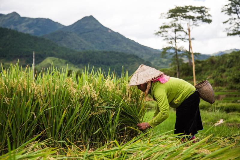 Golden terraced rice fields ready for harvest in Pu Luong during autumn.