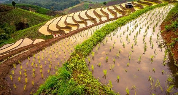 how is rice harvested in vietnam How Is Rice Harvested In Northwest Vietnam | Travel Sense Asia ...