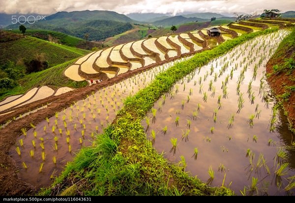 how is rice harvested in vietnam How Is Rice Harvested In Northwest Vietnam | Travel Sense Asia ...