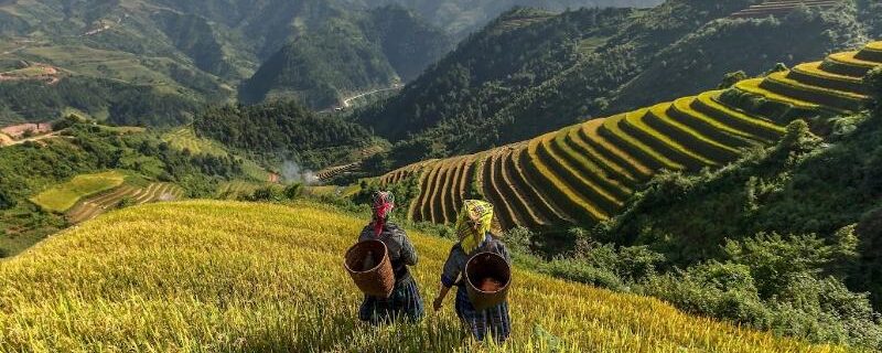 Scenic view of Sapa's terraced rice fields under a misty sky