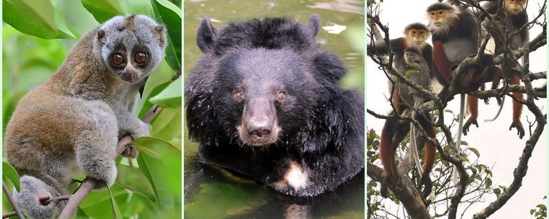 what animals live in vietnam Vietnam Animals: Fantastic Species and Where to Find Them