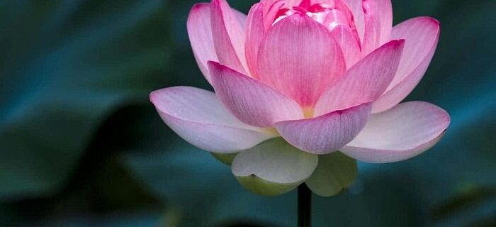 what is the national flower of vietnam Vietnam's national flower: A divinely beautiful symbol
